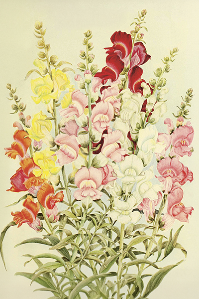 Vintage vykort, 10x15 cm. 